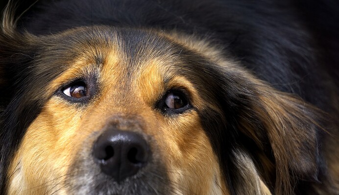 В аеропорту Фінляндії впровадили незвичайний тест на коронавірус - його визначають собаки