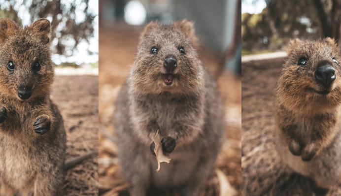 Ученые доказали пользу видео с милыми животными, и вот лучший ролик для вашего здоровья