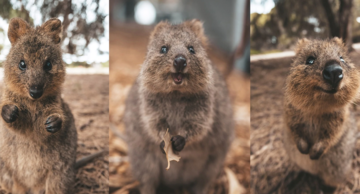 Вчені довели користь відео з милими тваринами, і ось кращий ролик для вашого здоров'я