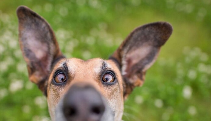 На конкурсе самых смешных фото с питомцами назвали финалистов: 10 кадров, которые заставят улыбнуться