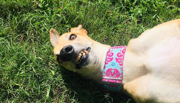 Люди делятся самыми нелепыми фото своих собак - такие кадры обычно просят удалить