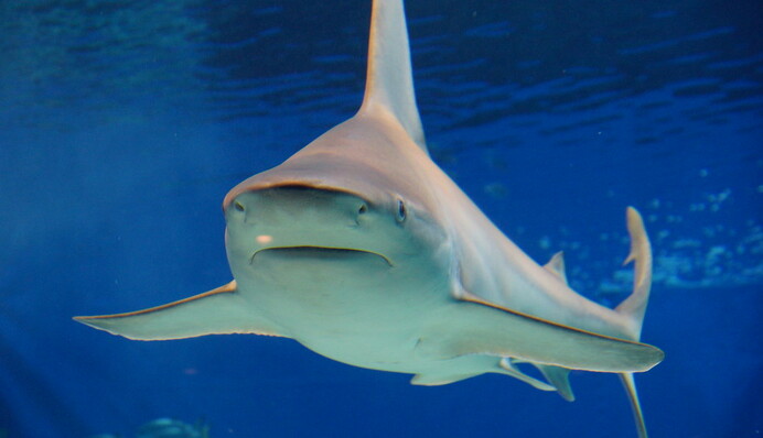 Беременная женщина вытащила мужа из пасти 3-метровой акулы