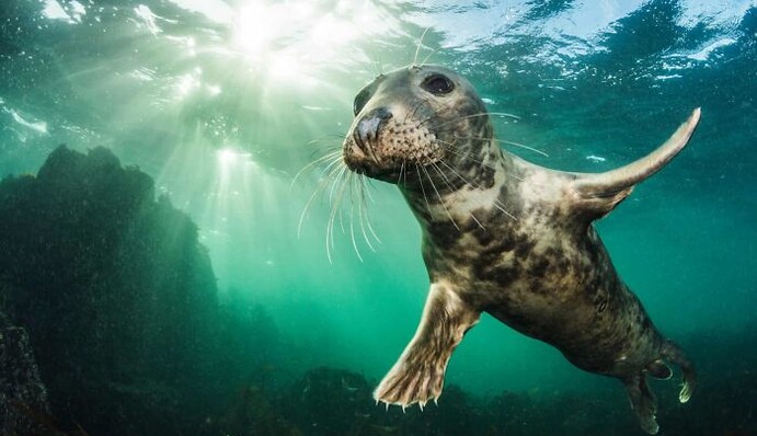 Журі британської премії за фото дикої природи показали 15 найкращих кадрів десятиліття