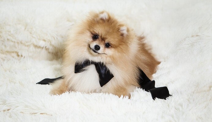 Хозяйка посадила шпица на диету и пожалела об этом - такой реакции от милой крохи она не ожидала