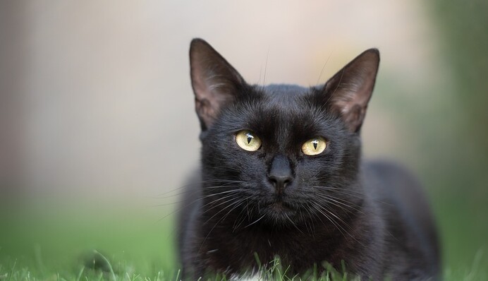 Кошка ворует вещи соседей, и людям уже не смешно - 