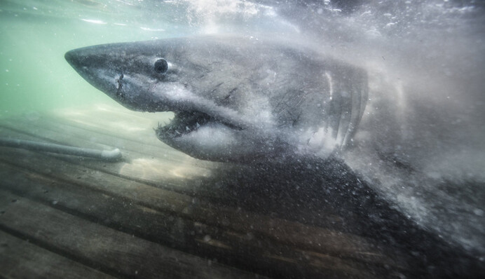 В Канаде нашли огромную белую акулу - за такие размеры ее прозвали Королевой океана