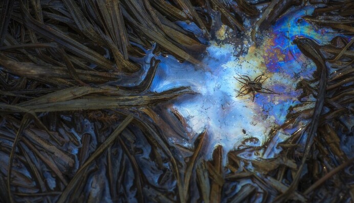 Міжнародний конкурс макрозйомки назвав переможців 2020 року, і ці великі плани викликають захват