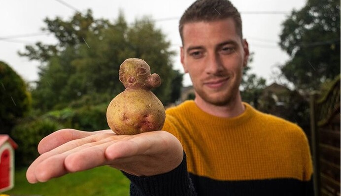 Чоловік на карантині вирішив вирощувати картоплю, але до такого врожаю він був не готовий