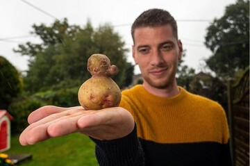 Мужчина на карантине решил выращивать картофель, но к такому урожаю он был не готов