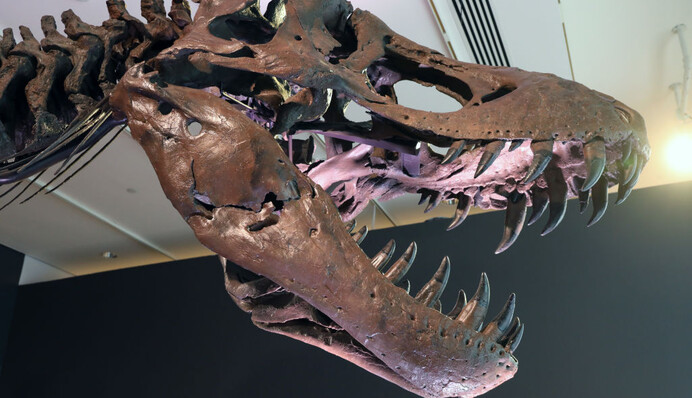 Скелет огромного тираннозавра продали на аукционе за рекордную сумму