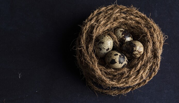 5 фактов о перепелиных яйцах, которые убедят не увлекаться ими в ежедневном рационе