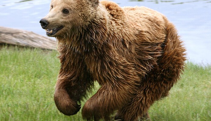 Заповедник в США показал победителя конкурса самых толстых медведей: фото