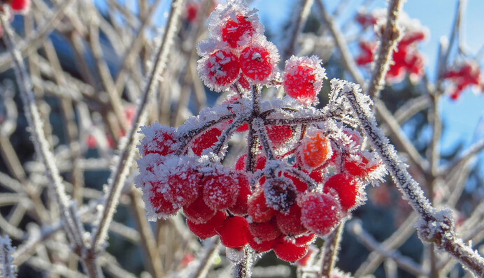 Заморозки вдарять двічі: синоптики розповіли, коли прийде 