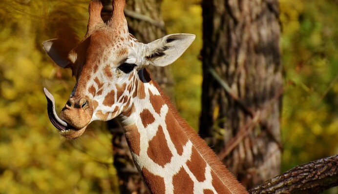 Люди увидели, как жираф ест траву, и их восторгу нет предела - кто же знал, что длинношеи способны на такие трюки