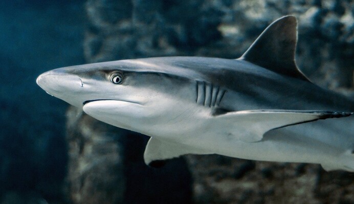 Рыбак вытащил детеныша акулы с двумя головами, но и это оказалось не самым жутким открытием