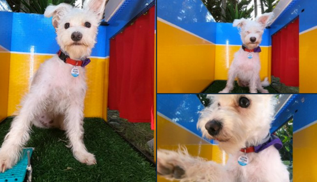 Креативная девушка нашла способ, как привить собаке любовь к селфи - теперь у питомца тоже есть, что выложить в Instagram