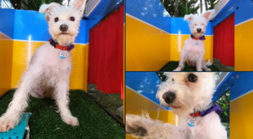 Креативна дівчина знайшла спосіб, як прищепити собаці любов до селфі - тепер у улюбленця теж є, що викласти в Instagram