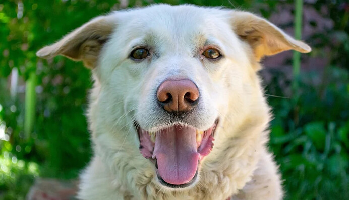 Упитанный лабрадор застрял в дверном проеме и случайно выломал дверь - так становятся звездами в соцсети