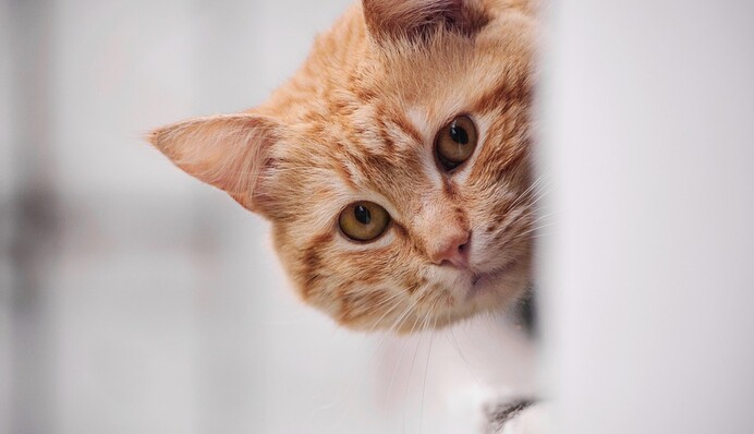 Жінка поховала свою кішку, але через кілька годин та повернулася - справа зовсім не в містиці