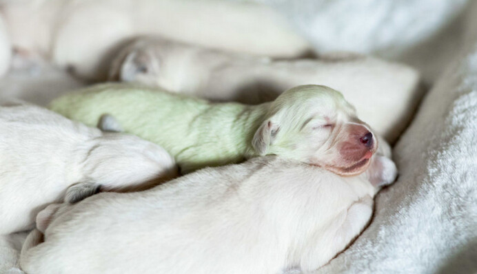 Щенка назвали Фисташкой из-за необычной зеленой шерсти - такой окрас встречается крайне редко