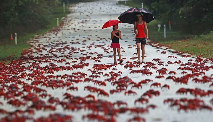 Дождь из крабов и лес из паутины: 10 кадров дикой природы от победителей конкурса топ-фотографов Европы