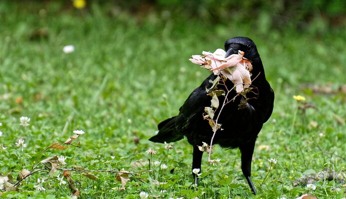 Технік винайшов хитру годівницю і навчив сорок прибирати дрібне сміття з вулиць - за це птиці отримують їжу