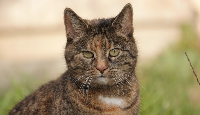 Кіт пішов з дому на три дні, а повернувся з сюрпризом для господаря - виявляється, пухнастий набрав боргів