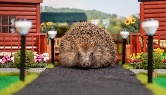 В Британии открыли первый парк отдыха для ежей - теперь у колючих есть свои дома с террасами и качелями
