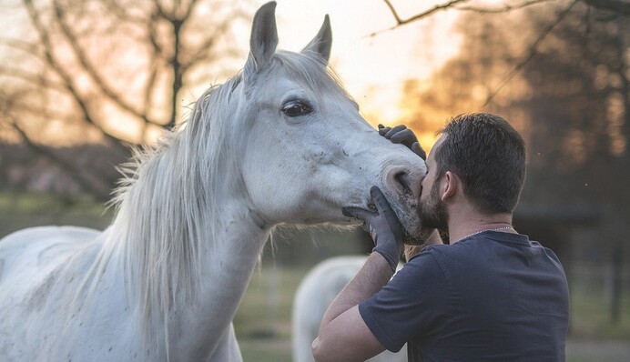 Вчені зруйнували міф про особливий зв'язок людини та коня - тварини дивляться на нас інакше
