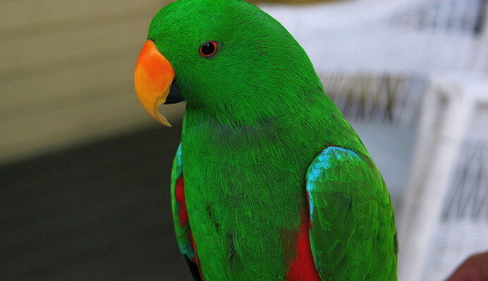 Балакучий папуга врятував господарю життя під час нічної пожежі: фото