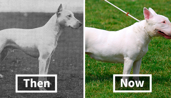 Как популярные породы собак выглядели 100 лет назад - изменился не только внешний облик, но и характер