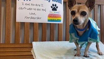 Пропавшая собака нашлась через 6 лет в день рождения хозяйки: фото