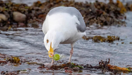 Сообразительная чайка смогла развернуть своим клювом конфету, прежде чем ее съесть
