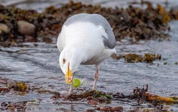 Кмітлива чайка змогла розгорнути своїм дзьобом цукерку, перш ніж її з'їсти