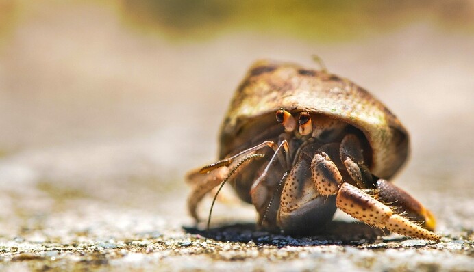 В Таиланде ищут домики для раков-отшельников - без туристов их стало слишком много, и им негде жить