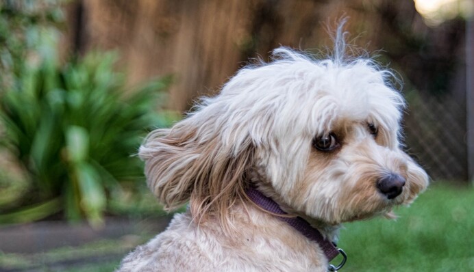 Песик посварився з котом і покликав на допомогу старшого друга - спрацювало безвідмовно