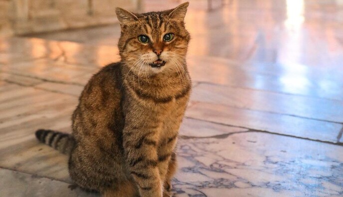 В Стамбуле умерла местная кошка-знаменитость - она встречала Барака Обаму и Реджепа Эрдогана