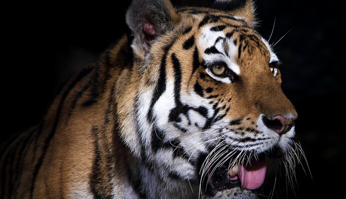 Фотограф випадково зняв тигра, що знаходиться на межі зникнення - цей хижак майже чорний
