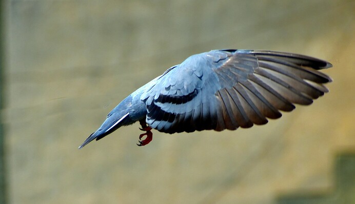 У Франції знайшли 100-річну записку часів Першої світової війни - її відправили голубиною поштою