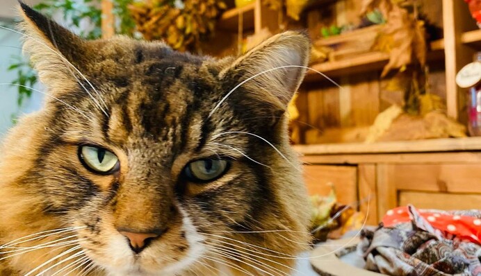 Ведуча вийшла в прямий ефір розповісти про декор для дому, але в кадр вліз її кіт - пухнастий довів глядачів до істерики