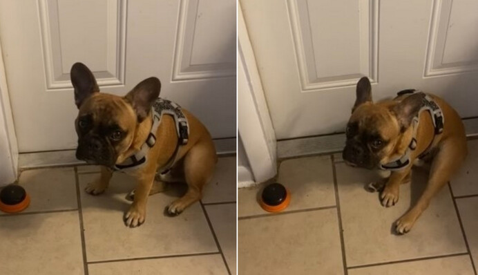 Пес расстроился из-за перевода часов - он привык гулять в 05:30 и не понимает, в чем проблема: видео дня