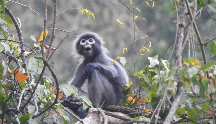 В джунглях обнаружили новый вид пушистых обезьян - увы, милые животные уже на грани исчезновения