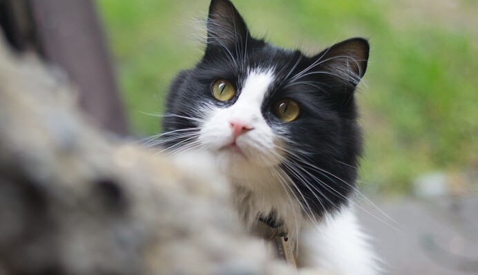 Хозяйка купила трек-ошейник для своей кошки, и узнала ее тайну - оказалось, питомица живет не только с ней