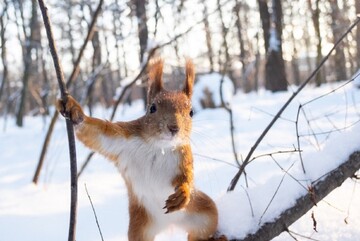 А сніг буде? Синоптики дали прогноз на зиму