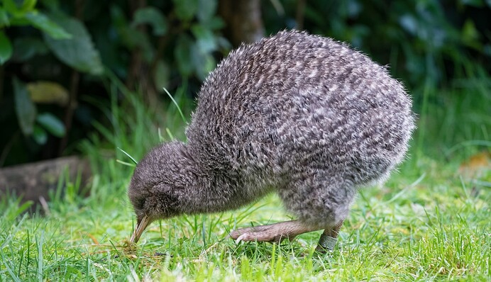 На виборах птаха року в Новій Зеландії спалахнув скандал через брехню і фальсифікації