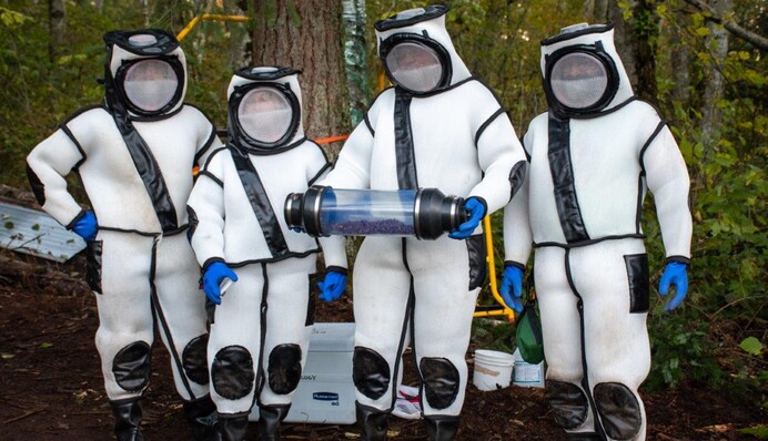 Ученые обезвредили огромное гнездо азиатских шершней-убийц: фото