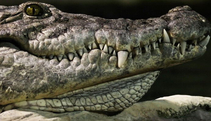 Огромный аллигатор вышел на поле для гольфа во время шторма - в сети его приняли за динозавра