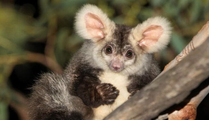 Мы так увлеклись вирусом и выборами, что едва не пропустили два новых вида ушастиков - их нашли в Австралии