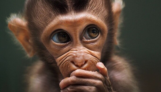 На конкурсе фотографий с животными показали лучшие работы 2020 года - некоторые кажутся кадрами из кино