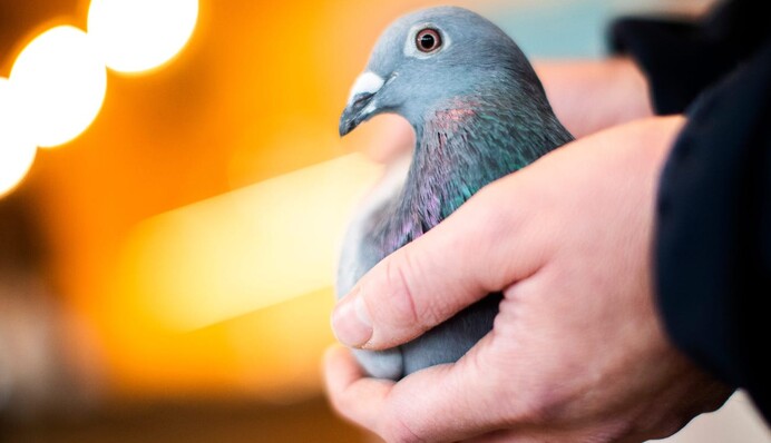 Голубя купили на аукционе за рекордные $1,9 млн - все ради победы в гонках